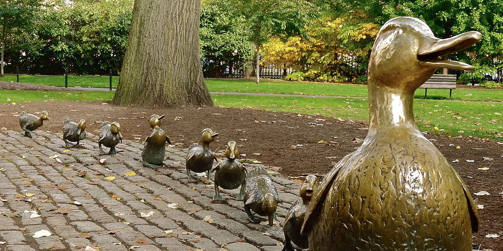 Other duties as assigned: Duckling rescue at the Boston esplanade